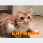 Larache Vorschau des Tieres