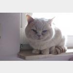 Lord creme Francesco Larry Vorschau des Tieres