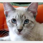 Minou Vorschau des Tieres