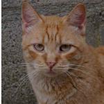Chimo Vorschau des Tieres