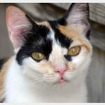 Kitty Vorschau des Tieres
