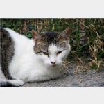 Fauna Vorschau des Tieres