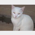 Albino Vorschau des Tieres