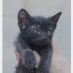 Negrita Vorschau des Tieres