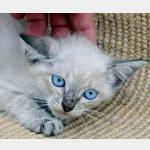 Tabby Vorschau des Tieres