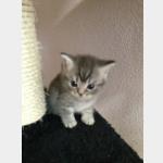 Mr. Grey Vorschau des Tieres