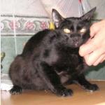 Negrita Vorschau des Tieres