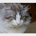 Romeo Vorschau des Tieres