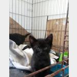 Simba Vorschau des Tieres
