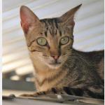 Minou Vorschau des Tieres