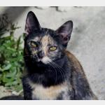 Pepita Vorschau des Tieres