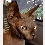 Blacky Vorschau des Tieres