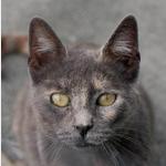 Nala Vorschau des Tieres