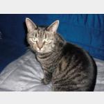 Kitty Vorschau des Tieres