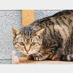 Lumbre Vorschau des Tieres
