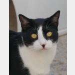 Noshi Vorschau des Tieres