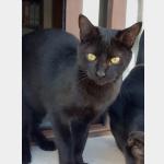Scratchy Vorschau des Tieres