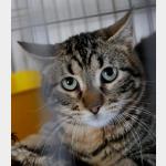 Balou Vorschau des Tieres