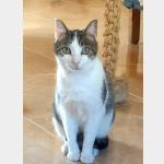Chuchu Vorschau des Tieres