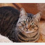 Duke Vorschau des Tieres