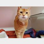 Garfield Vorschau des Tieres