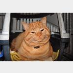 Garfield Vorschau des Tieres
