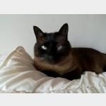 Oso Vorschau des Tieres