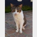 Barney Vorschau des Tieres