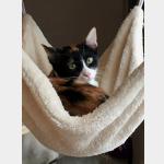 Loulou Vorschau des Tieres