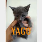 Yago Vorschau des Tieres