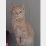 Chat Vorschau des Tieres