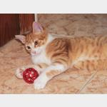 Garfield Vorschau des Tieres