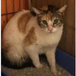 Katxi Vorschau des Tieres