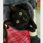 Blacky Vorschau des Tieres
