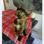 Coco Vorschau des Tieres