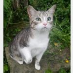 Gara Vorschau des Tieres