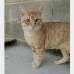 Naranjito Vorschau des Tieres
