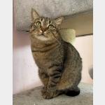 Aby Vorschau des Tieres