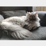 Grey Vorschau des Tieres