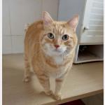 Tayson Vorschau des Tieres