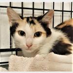 Mishu Vorschau des Tieres