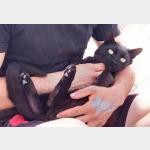 Blacky Vorschau des Tieres