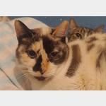 Lizzy Vorschau des Tieres