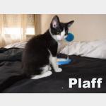 Plaff Vorschau des Tieres