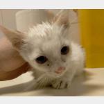 SR White Vorschau des Tieres
