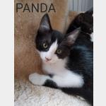 Panda Vorschau des Tieres