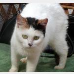 Dolly Vorschau des Tieres