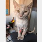 Canelo Vorschau des Tieres