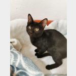 Lola Vorschau des Tieres