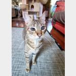 Cat Vorschau des Tieres